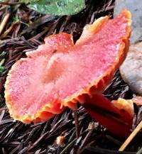 Hygrocybe coccinea image