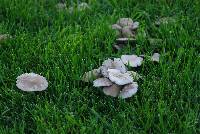 Psathyrella candolleana image