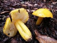 Hygrocybe chlorophana image