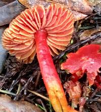 Hygrocybe coccinea image