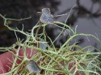 Usnea ceratina image