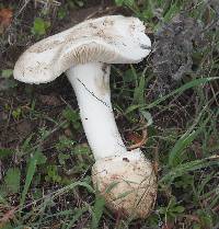 Amanita ocreata image