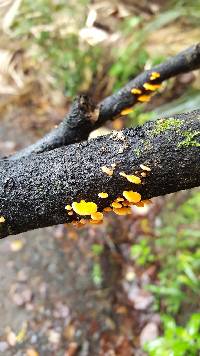 Favolaschia calocera image