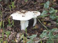 Amanita ocreata image