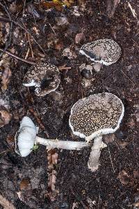 Amanita karea image