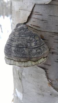 Fomes fomentarius image