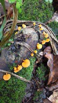 Favolaschia calocera image