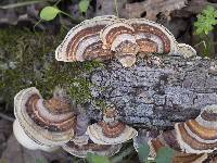 Trametes versicolor image