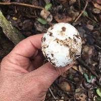 Amanita ocreata image