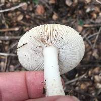 Amanita ocreata image