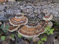 Trametes versicolor image