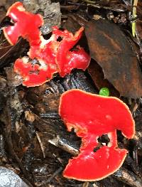 Sarcoscypha coccinea image