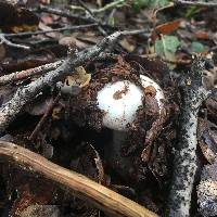 Amanita ocreata image