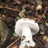 Amanita ocreata image