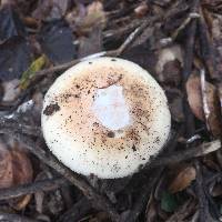 Amanita ocreata image