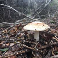 Amanita ocreata image