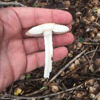 Amanita ocreata image