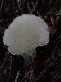 Pseudohydnum gelatinosum image