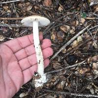 Amanita ocreata image