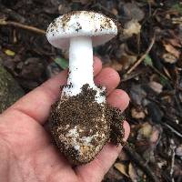 Amanita ocreata image