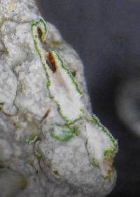 Physcia aipolia image