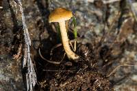 Agrocybe pediades image