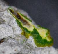 Physcia aipolia image