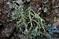 Ramalina farinacea image