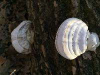 Ganoderma applanatum image