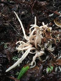 Clavaria fumosa image