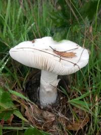 Amanita ocreata image