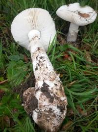 Amanita ocreata image