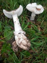 Amanita ocreata image