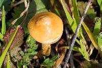 Agrocybe pediades image