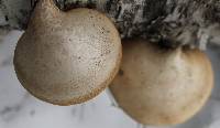 Piptoporus betulinus image