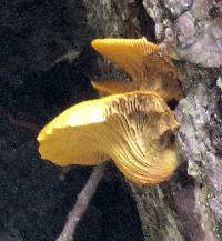 Omphalotus olivascens image