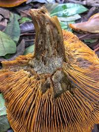 Omphalotus olivascens image