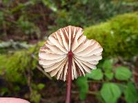 Marasmius plicatulus image