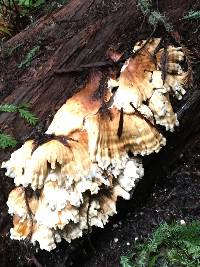 Laetiporus conifericola image