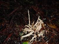 Clavaria fumosa image