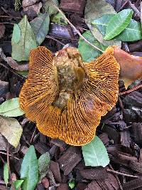 Omphalotus olivascens image