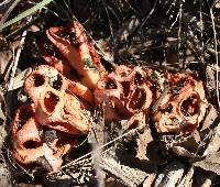 Clathrus columnatus image