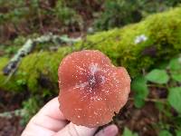 Marasmius plicatulus image