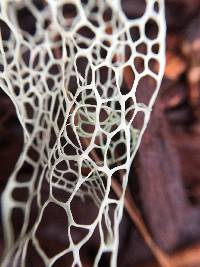 Ramalina menziesii image