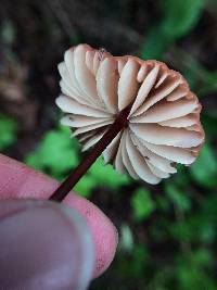 Marasmius plicatulus image