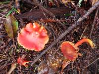 Hygrocybe coccinea image