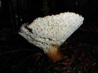 Jahnoporus hirtus image