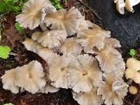 Psathyrella candolleana image