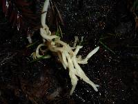 Clavaria fumosa image