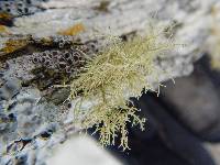 Usnea hirta image